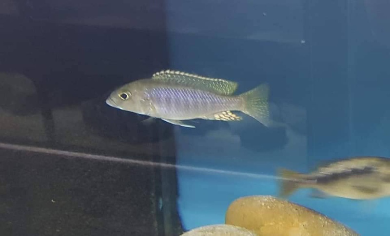 Sciaenochromis ahli 'Chimwalani Reef'